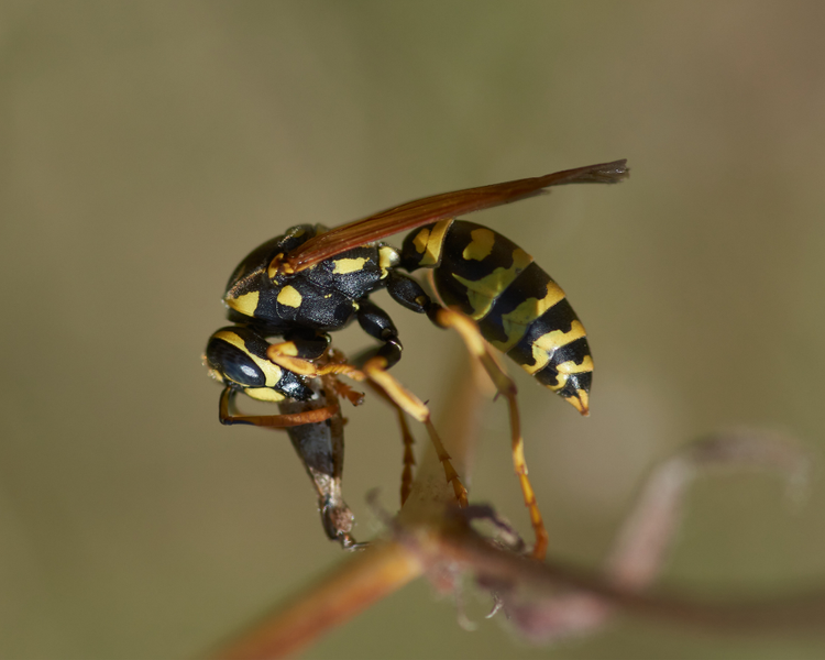Wasp Nest Removal Cost in Ontario (2026): What You'll Really Pay