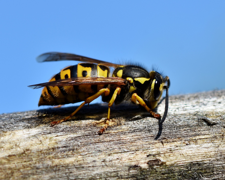 Wasp vs Hornet vs Yellowjacket: How to Tell Them Apart in Ontario (2026)
