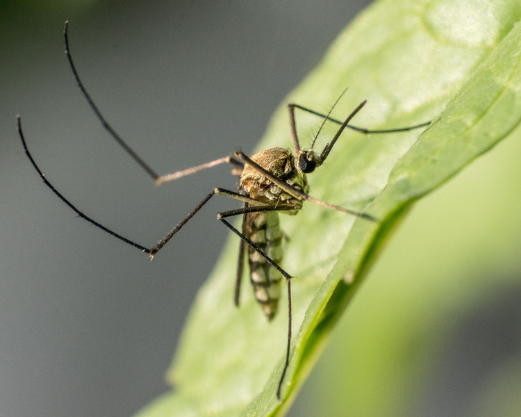 West Nile Virus Surveillance Begins Across Ontario for 2026: What GTA Homeowners Should Know