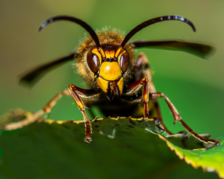 Whitby's Wasp and Hornet Season Is Ramping Up — What Durham Homeowners Are Seeing (2026)