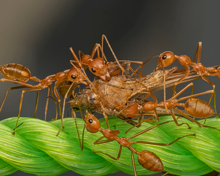 Why Are There Suddenly So Many Ants in Your House? Ontario's June 2026 Ant Surge
