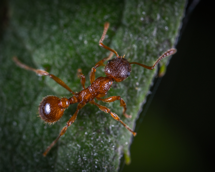 Why Oshawa Homes See an Ant Surge Every Summer — And What It's Really Telling You (2026)