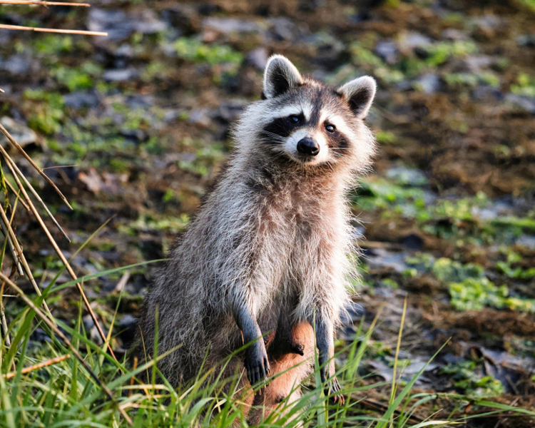 Why Squirrels and Raccoons Move Into Ontario Attics This Summer (June 2026)