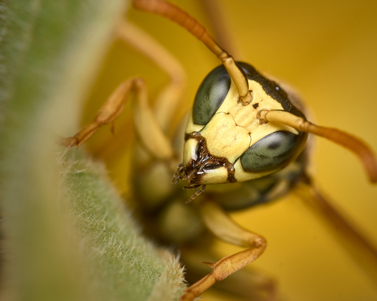 Cicada Killer Wasps Are Emerging Across Ontario — June 2026 Alert