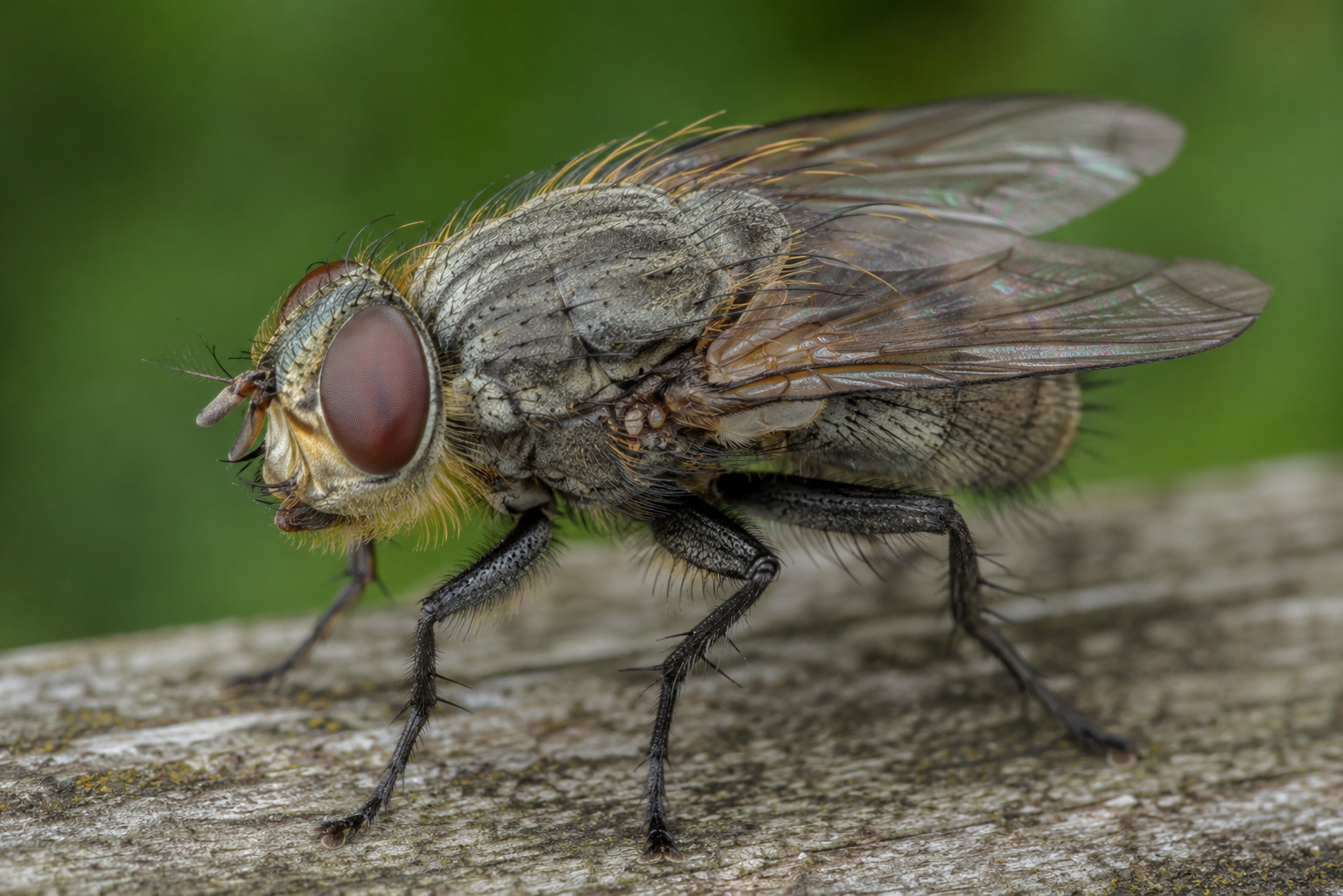 How to Get Rid of Cluster Flies in Ontario: A Cottage Country Guide