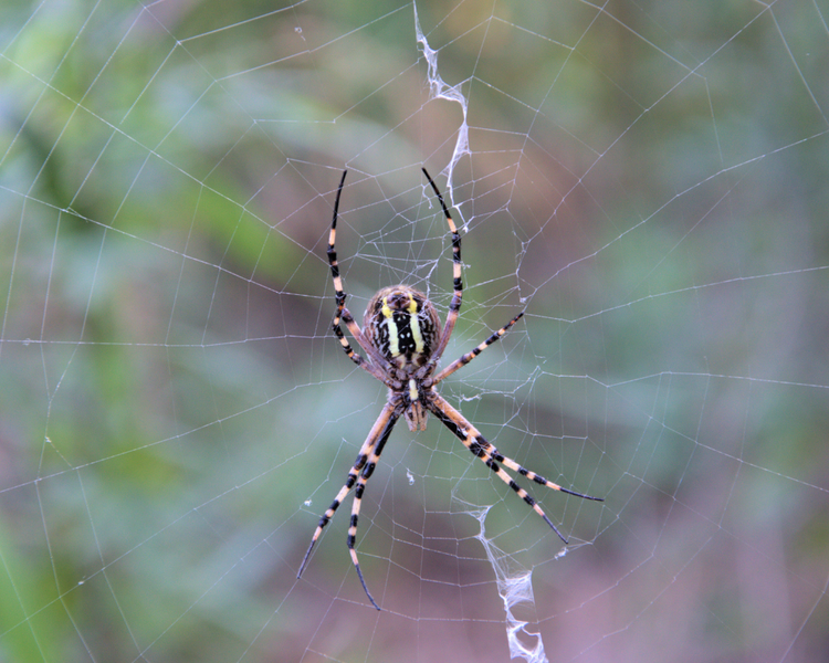 Dock Spiders in Ontario Cottage Country: What Muskoka & Lake Simcoe Cottagers Should Know