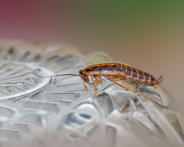 How to Get Rid of Cockroaches in an Apartment: The Ontario Tenant & Landlord Guide