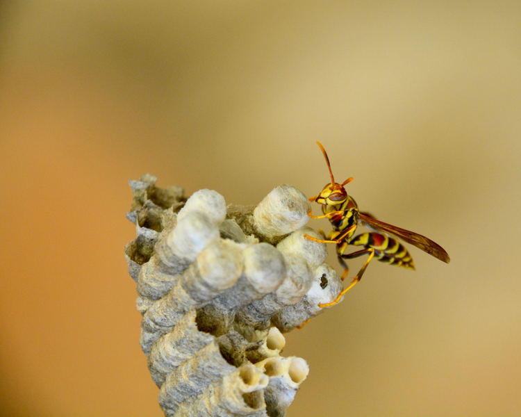 How Long Does It Take to Get Rid of Wasps in Ontario? (2026)