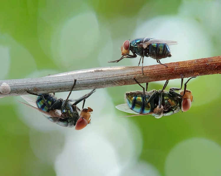 How to Get Rid of Cluster Flies in Ontario: A Cottage Country Guide