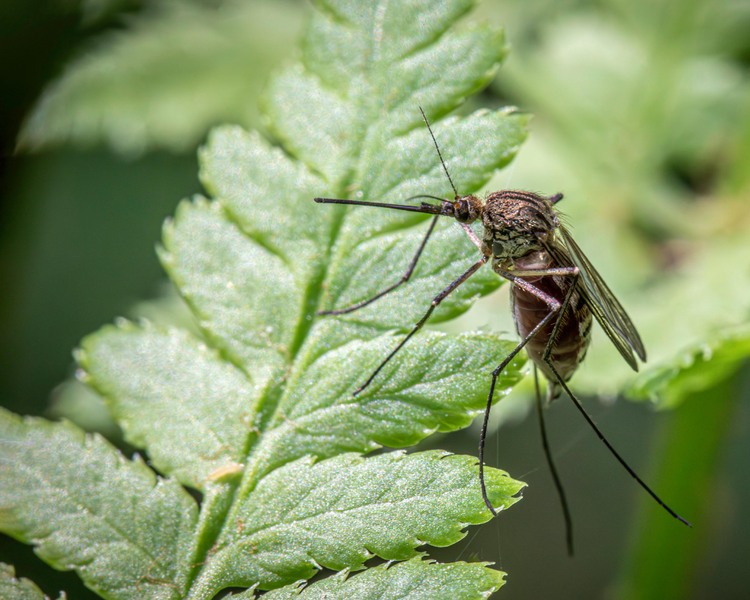 How to Get Rid of Mosquitoes in Your Backyard: An Ontario Homeowner's Guide (2026)