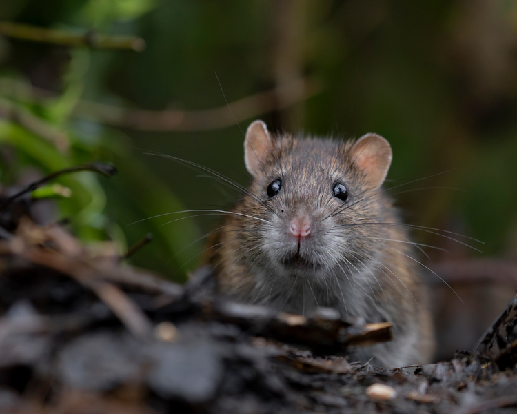 How to Get Rid of Rats in Your Yard: An Ontario Homeowner's Guide