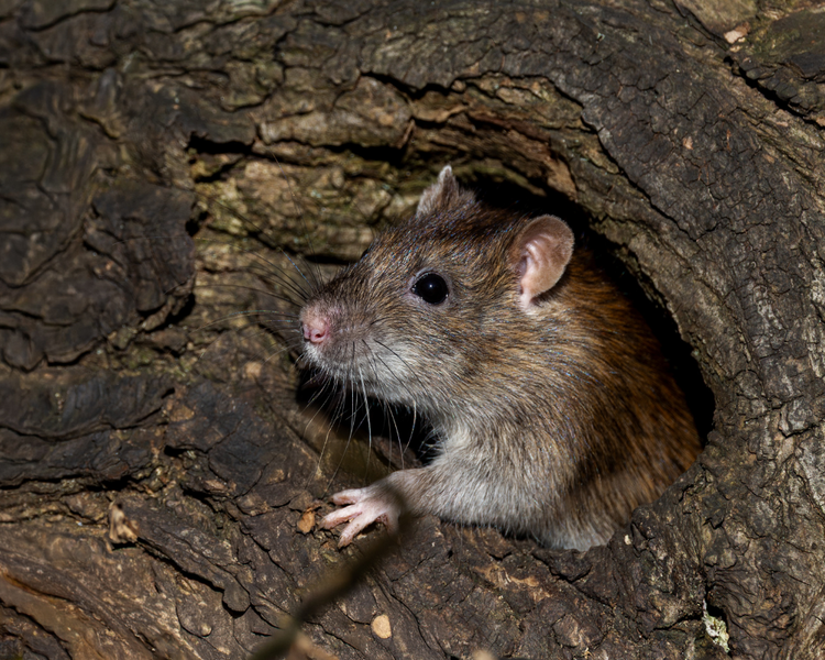 Oshawa's Rat Surge: Why Durham Homeowners Are Seeing More Rodents (2026)