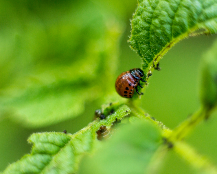 Pest Control in Simcoe County: A Complete Guide for Barrie, Collingwood, Wasaga Beach & Midland