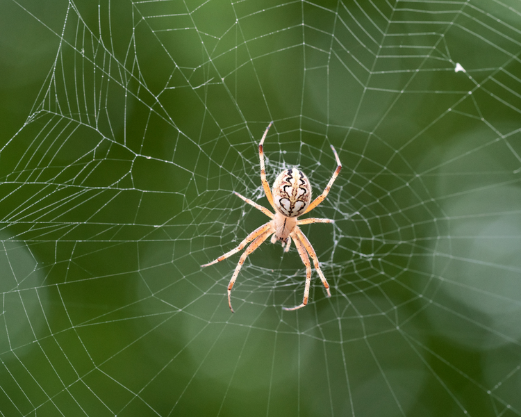 Spiders and Centipedes Are Moving Into Ontario Homes This June (2026 Alert)