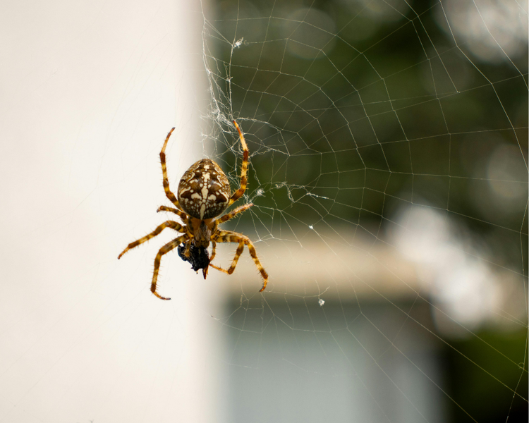 Spiders in Ontario: The Complete Field Guide (2026)