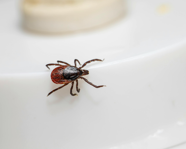 Ticks in Pickering: Rouge Park, Lyme Risk & Yard Protection (2026 Guide)