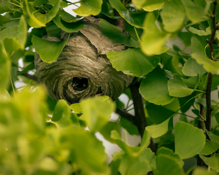 Wasp & Hornet Nest Identification in Ontario (2026): Types, Photos & What to Do