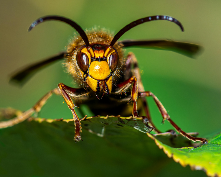 Wasp vs Hornet vs Yellowjacket: How to Tell Them Apart in Ontario (2026)