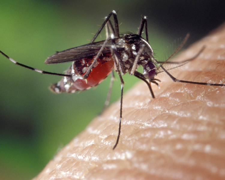 West Nile Virus in Ontario (2026): GTA Mosquito Risk & Protection