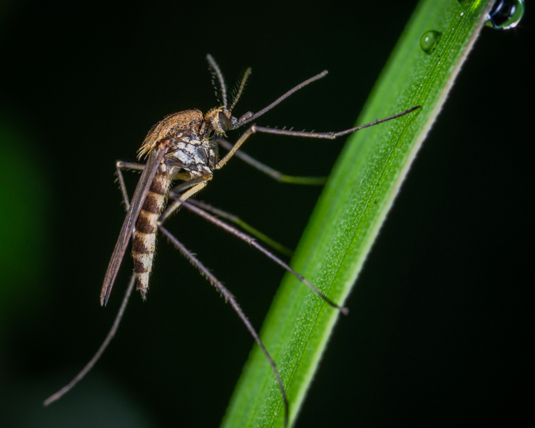What Happens During a Professional Mosquito & Tick Treatment? An Ontario Field Report (2026)