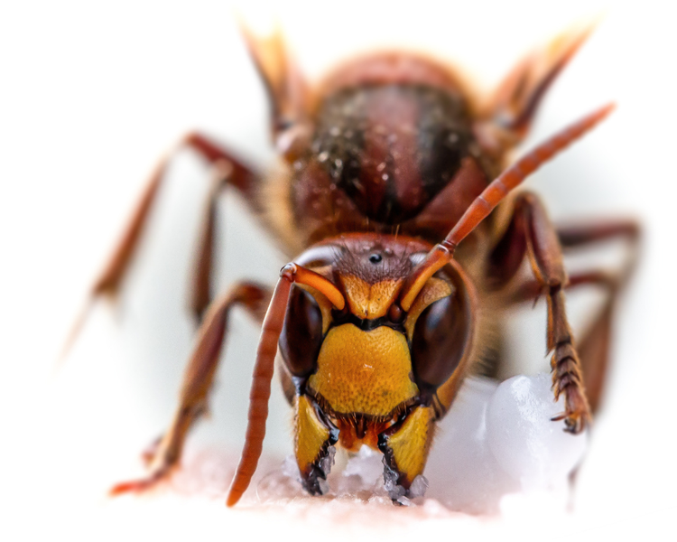 What Happens During Professional Wasp Nest Removal? An Ontario Field Report (2026)