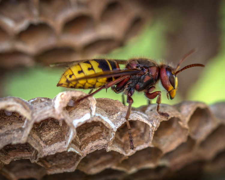 Wasp Nest Removal in Whitby: What It Costs and When to Call a Pro (2026 Durham Guide)