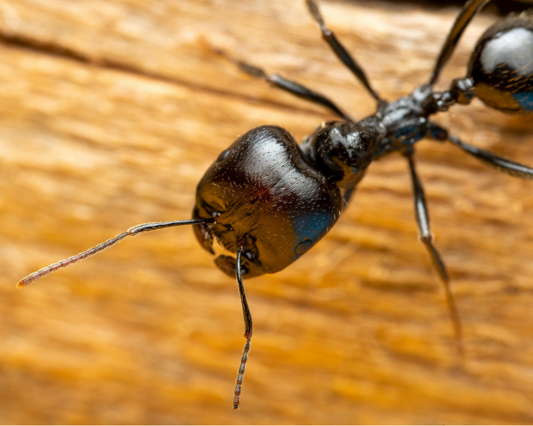 Why Barrie Homes Get Carpenter Ants — A Lake Simcoe Pest Control Guide (2026)