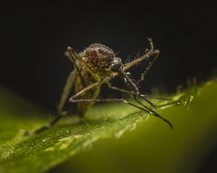 Why Do Mosquitoes Bite Some People More Than Others? An Ontario Expert Explains