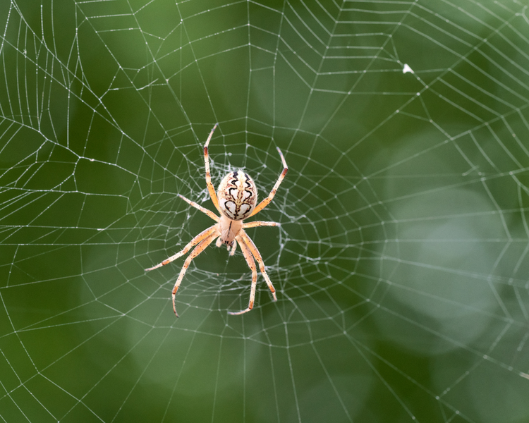 Why Do You Suddenly See Big Spiders in Ontario Homes in Late Summer?