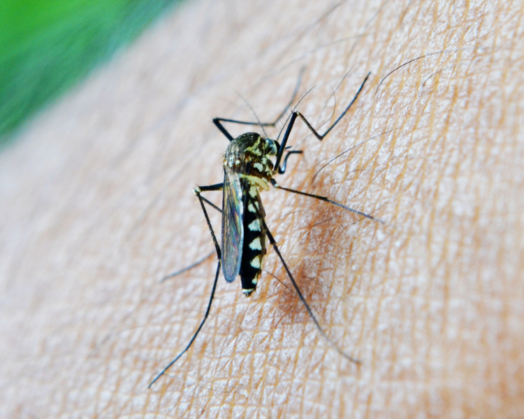 Why Innisfil Homes See More Mosquitoes — A Lake Simcoe Pest Control Guide (2026)