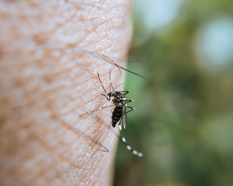 Why Richmond Hill Gets So Many Mosquitoes — Oak Ridges Moraine Guide (2026)