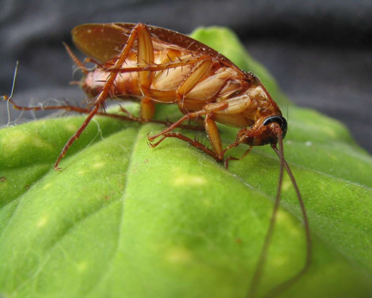 Bed Bugs & Cockroaches in Scarborough High-Rises: What Late Summer Does to Toronto's East End