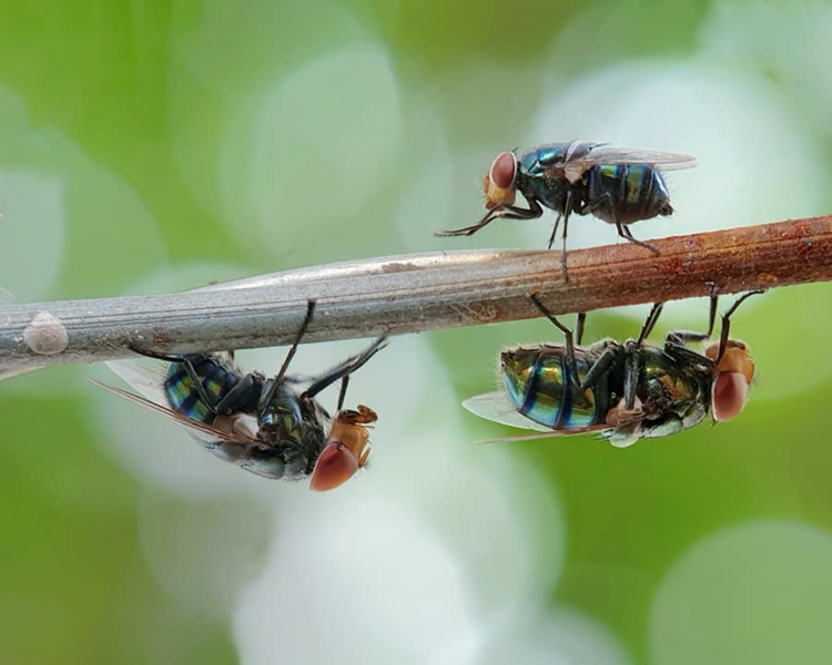 Cluster Flies in Ontario: Why They Swarm Sunny Walls Every Fall (and Why Swatting Never Works)