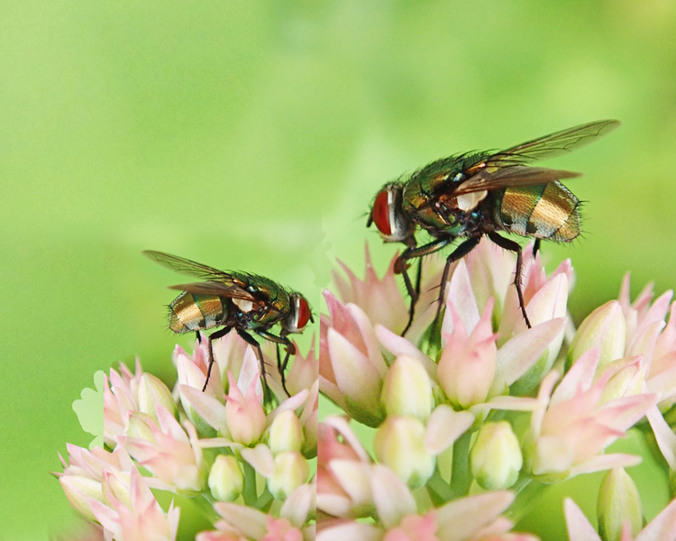 Cluster Flies in Ontario: Why They Swarm Sun-Facing Walls in Late August (and How to Shut Them Out)