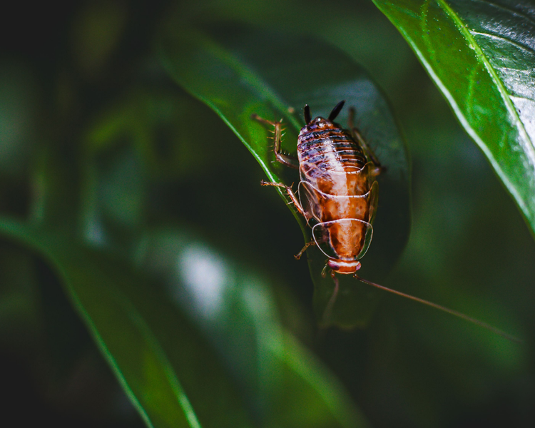 Cockroaches in Your Toronto or Scarborough Apartment: A Tenant's Guide