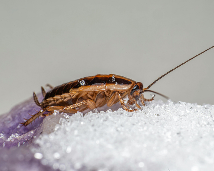Cockroaches in Your Apartment: What Ontario Tenants (and Landlords) Actually Have to Do