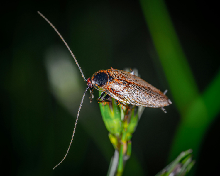Cockroaches in Oshawa & Whitby Rentals: Why Late-Summer Heat Brings Them Out