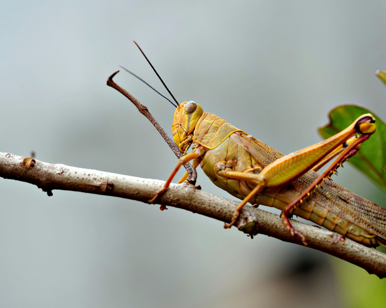 Crickets in the House? Why Late Summer Is Peak Season in Ontario (and How to Make the Chirping Stop)