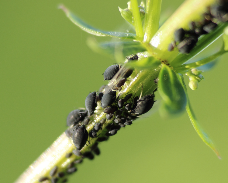What Bugs Come Into Ontario Homes in Fall? The 7 You'll Meet Between Labour Day and First Frost