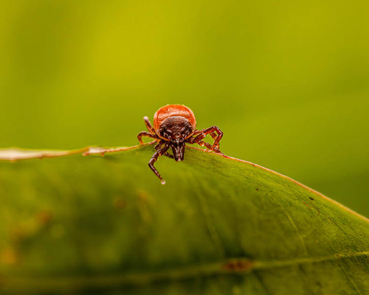 Fleas in the House: Why September Is Ontario's Worst Month (Even Without Pets)