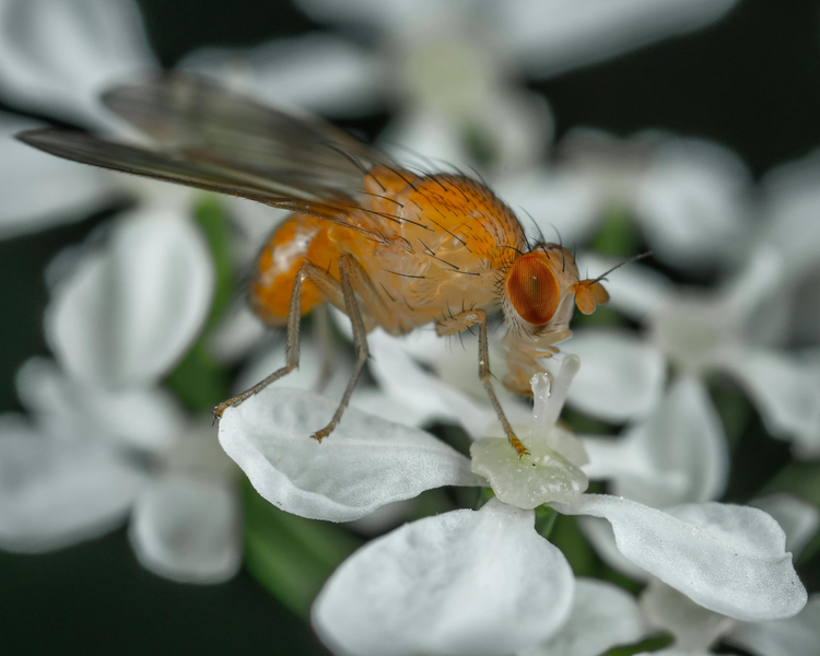 Fruit Flies Taking Over Your Kitchen? Why Late August Is Peak Season in Ontario