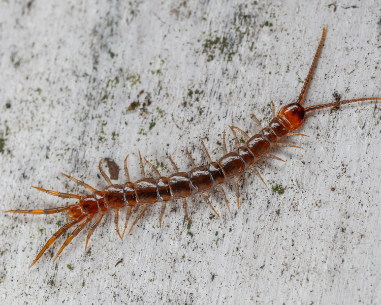 House Centipedes in Your Basement: What They're Really Telling You
