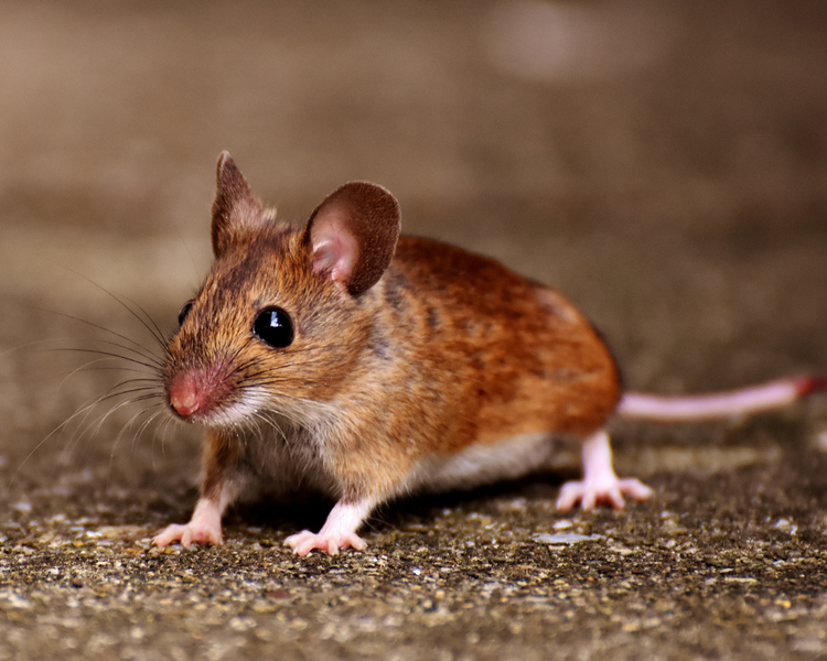 How Are Mice Getting Into Your House? The Ontario Entry-Point Audit