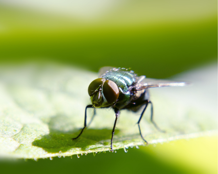 How to Get Rid of Fruit Flies in Your Ontario Kitchen (and How to Tell Them From Drain Flies)