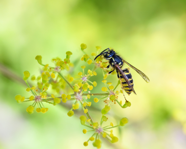 How to Keep Wasps Away From Your Patio in Late Summer (What Works, What's a Myth)