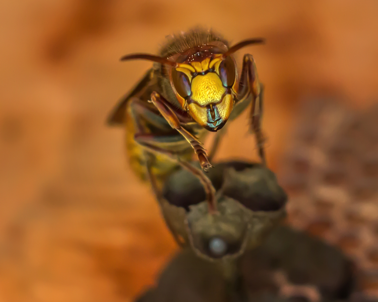 Why Wasps Won't Leave Your Patio Alone in Late August (Ontario Guide)