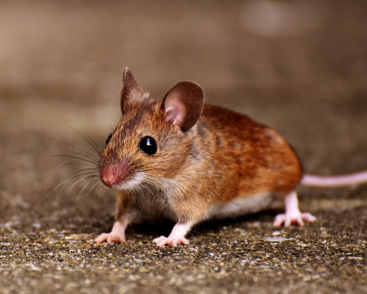 Mice in Barrie & Innisfil: Why Sealing Season Starts in Late August