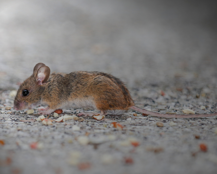Why Mice Start Moving Into Durham Homes in Late August (Oshawa, Whitby & Ajax)