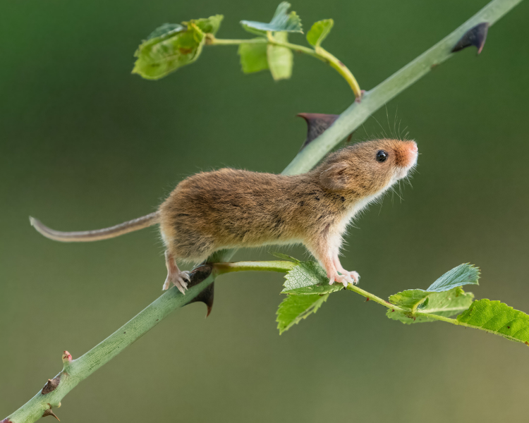 Mice in Your Garage: Why They're Staging There Right Now (and How to Evict Them Before They Reach the House)
