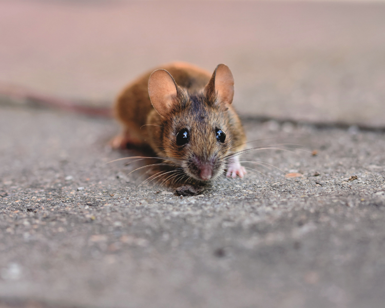 Mice Are Testing Your House in Markham & Vaughan: The York Region Late-August Entry Window